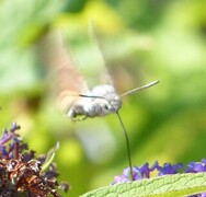 Hummingbird Hawk-moth (Macroglossum stellatarum)