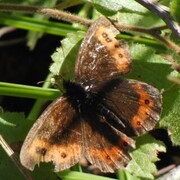 Fløyelsringvinge (Erebia ligea)