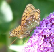 Dark Green Fritillary (Argynnis aglaja)