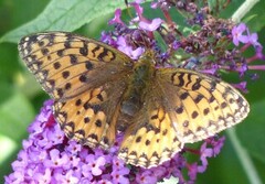 Dark Green Fritillary (Argynnis aglaja)