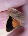 Bredbåndfly (Noctua fimbriata)
