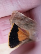 Broad-bordered Yellow Underwing (Noctua fimbriata)