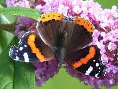 Admiral (Vanessa atalanta)