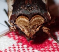 Red Sword-grass (Xylena vetusta)