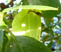 Sitronsommerfugl (Gonepteryx rhamni)