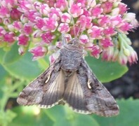 Silver Y (Autographa gamma)