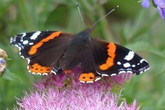 Admiral (Vanessa atalanta)