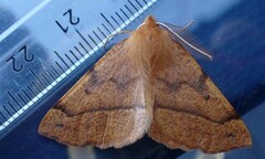 Feathered Thorn (Colotois pennaria)