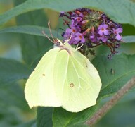 Sitronsommerfugl (Gonepteryx rhamni)