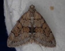 Grey Pine Carpet (Thera obeliscata)