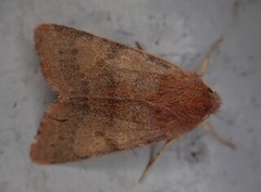 Flounced Chestnut (Agrochola helvola)