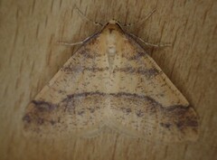 Scarce Umber (Agriopis aurantiaria)