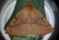 Feathered Thorn (Colotois pennaria)