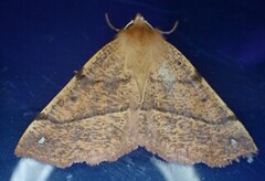 Feathered Thorn (Colotois pennaria)