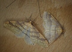 Scarce Umber (Agriopis aurantiaria)