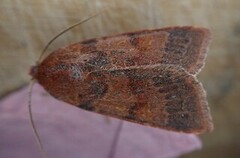 Flounced Chestnut (Agrochola helvola)