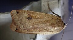 Large Yellow Underwing (Noctua pronuba)