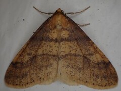 Scarce Umber (Agriopis aurantiaria)