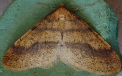 Scarce Umber (Agriopis aurantiaria)