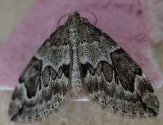 Juniper Carpet (Thera juniperata)