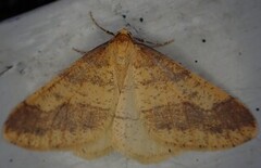 Scarce Umber (Agriopis aurantiaria)