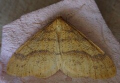 Scarce Umber (Agriopis aurantiaria)