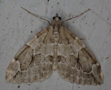 Juniper Carpet (Thera juniperata)