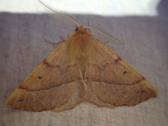 Feathered Thorn (Colotois pennaria)