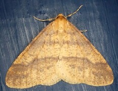 Scarce Umber (Agriopis aurantiaria)