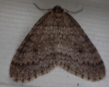 Winter Moth (Operophtera brumata)