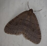Winter Moth (Operophtera brumata)