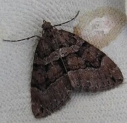 Chestnut-coloured Carpet (Thera cognata)