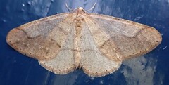 Dotted Border (Agriopis marginaria)
