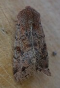 Clouded Drab (Orthosia incerta)