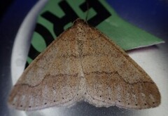 Dotted Border (Agriopis marginaria)