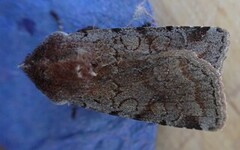 Red Chestnut (Cerastis rubricosa)