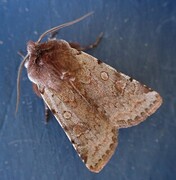 Fiolett vårfly (Cerastis rubricosa)