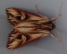 Purple Cloud (Actinotia polyodon)