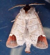 Rødflekkstjertspinner (Clostera curtula)