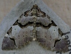 The Streamer (Anticlea derivata)