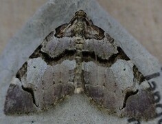 Fiolett rosemåler (Anticlea derivata)