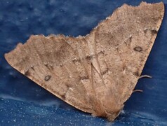 Scalloped Hazel (Odontopera bidentata)