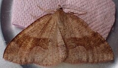 Barred Umber (Plagodis pulveraria)