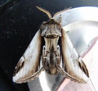 Seljetannspinner (Pheosia tremula)