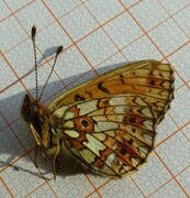 Small Pearl-bordered Fritillary (Boloria selene)