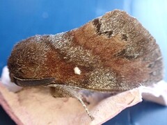 Pine Lappet (Dendrolimus pini)