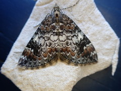 Common Marbled Carpet (Dysstroma truncata)