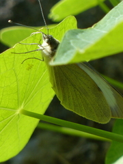 Stor kålsommerfugl (Pieris brassicae)