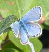 Idas blue (Plebejus idas)