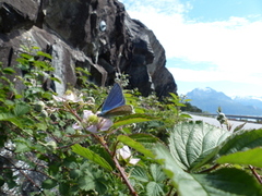 Common Blue (Polyommatus icarus)